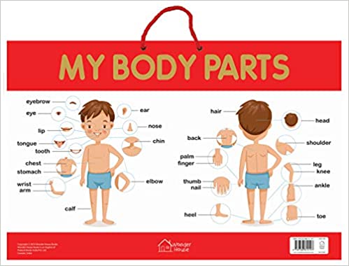 Wonder house Early Learning Educational Poster My Body Parts